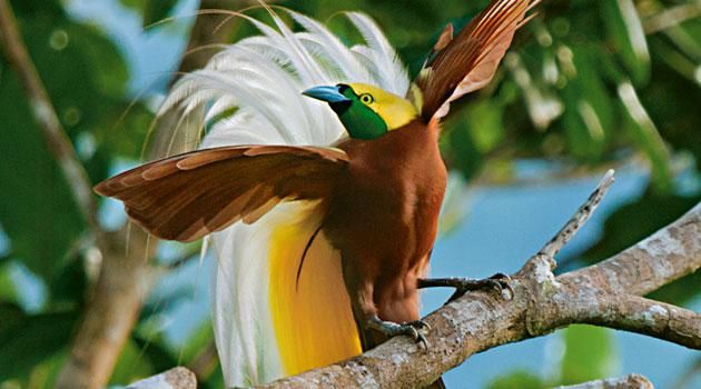 Burung-The-Bali-Bird-of-Paradise