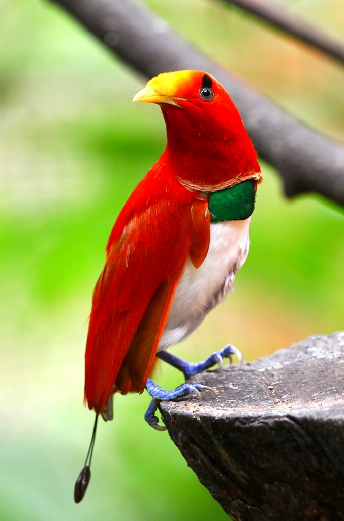 Cendrawasih Raja - King Bird of Paradise (Cicinnurus regius)  4